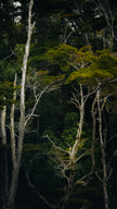 Bosque Patagónico encantado