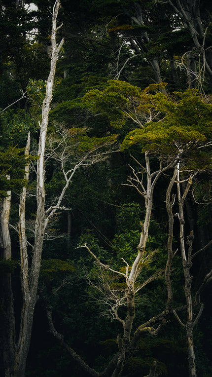 Bosque Patagónico encantado